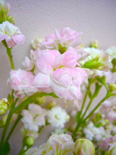 カランコエ スノーホワイト